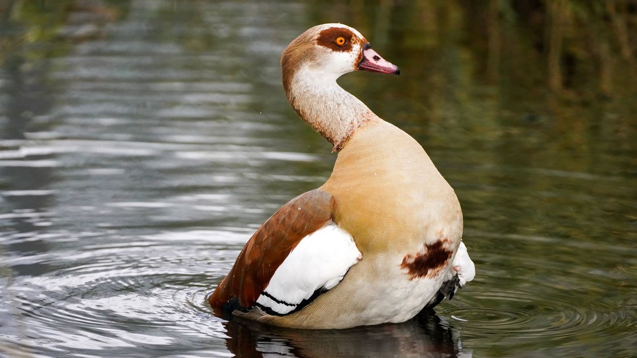 Die Nilgans wird auch "Ägyptische Gans" genannt. 