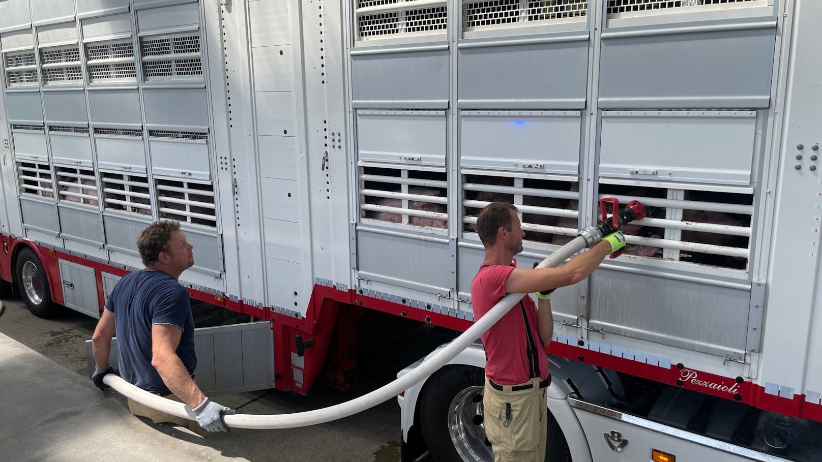 Polizei stoppt Schweine-Lkw und landet Volltreffer