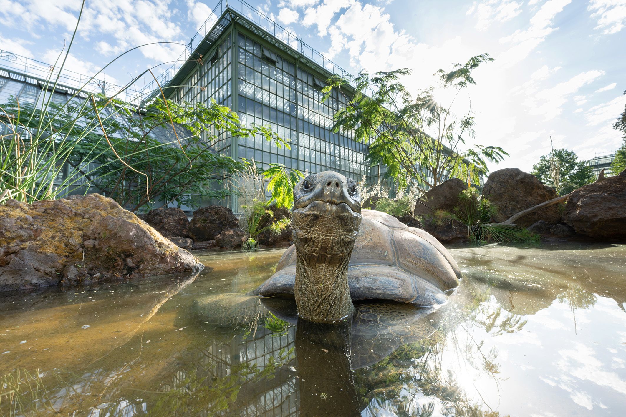 120 und 70 Jahre haben die zwei Seychellen-Riesenschildkröten aus Schönbrunn schon auf dem Panzer.