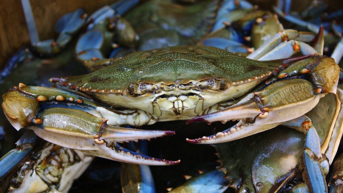 Heute.at - Warme Ozeane – Immer mehr invasive Arten tauchen auf