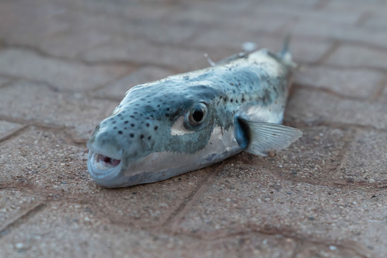 Vom Hasenkopf-Kugelfisch sollte nicht nur am Teller Abstand genommen werden.