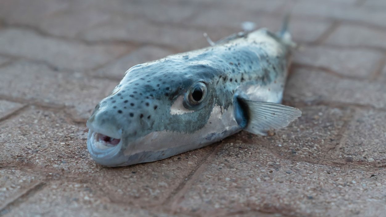 Selective focus on eyes and head of puffer fish. (Lagocephalus sceleratus, silver-cheeked toadfish, or Sennin-fugu is an extremely poisonous marine bony fish in the family Tetraodontidae)
