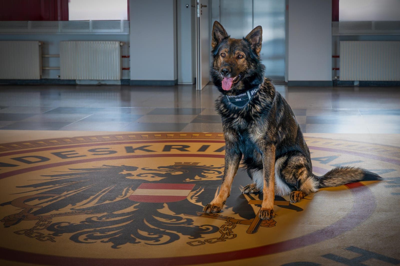 Schäfer Dimi ist als Datenspürhund für das Bundeskriminalamt im Einsatz.