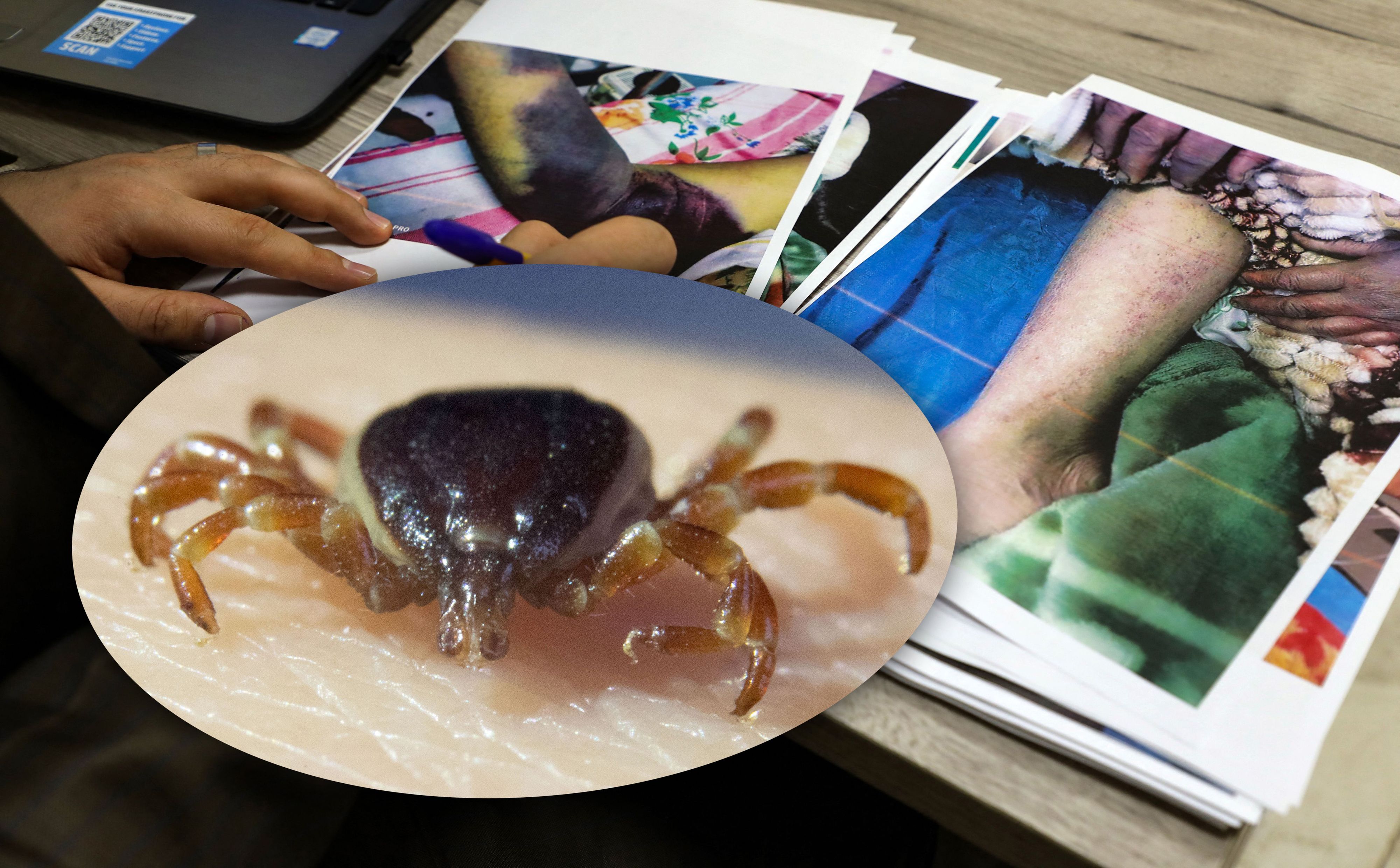 Das, durch die tropische <a data-li-document-ref=