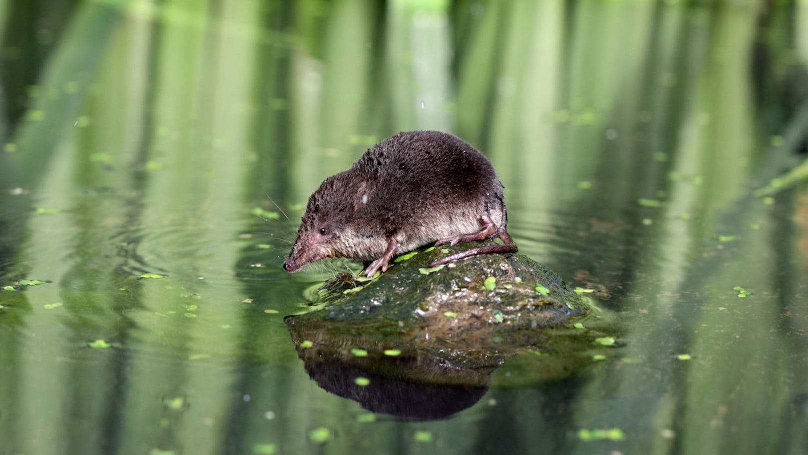 Sie steht als "potenziell gefährdet" auf der Roten Liste in Österreich, da sie auf beste Wasserqualität angewiesen ist. 