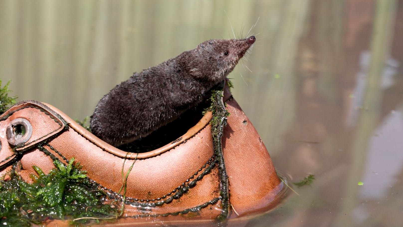 Die Wasserspitzmaus ist eigentlich gar keine Maus, sondern als Insektenfresser näher mit Maulwurf und Igel verwandt als mit dem namensgebenden Nagetier. 