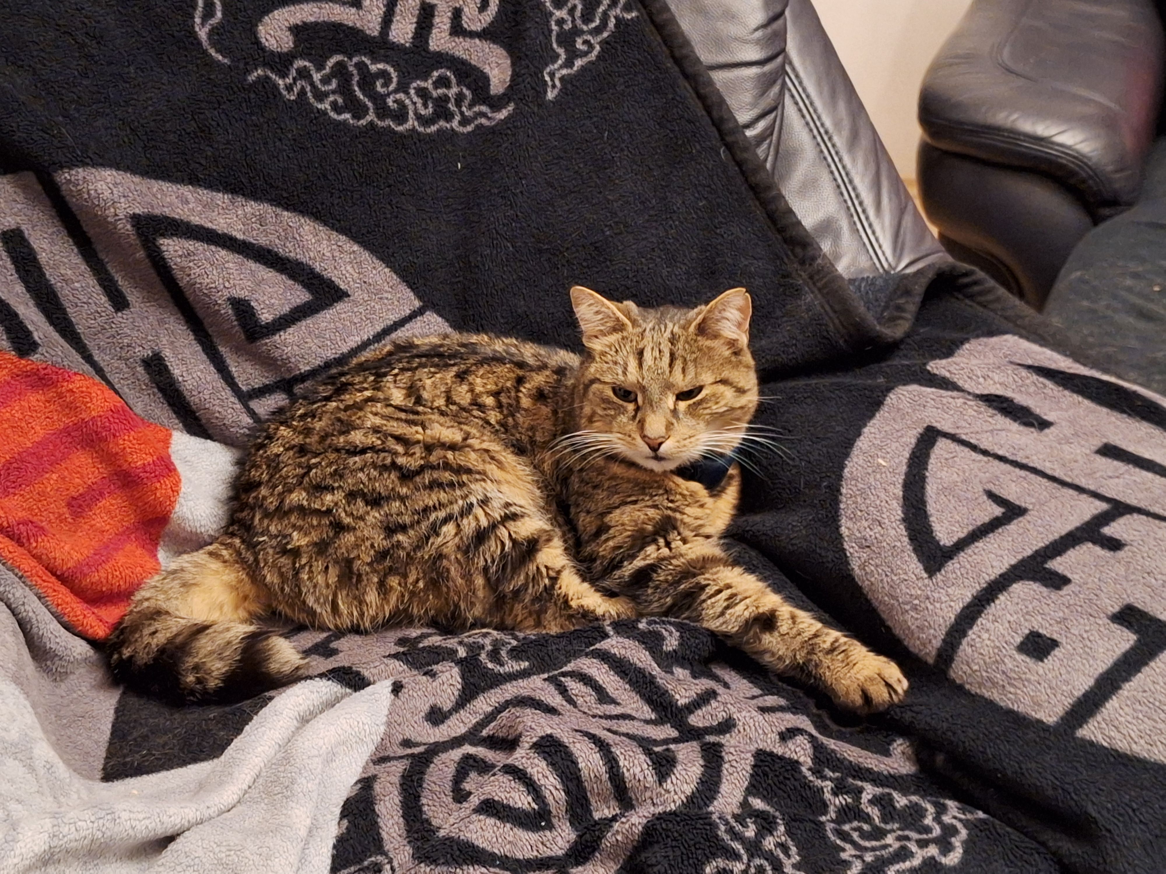 Seit Ende Mai wird Monty vermisst