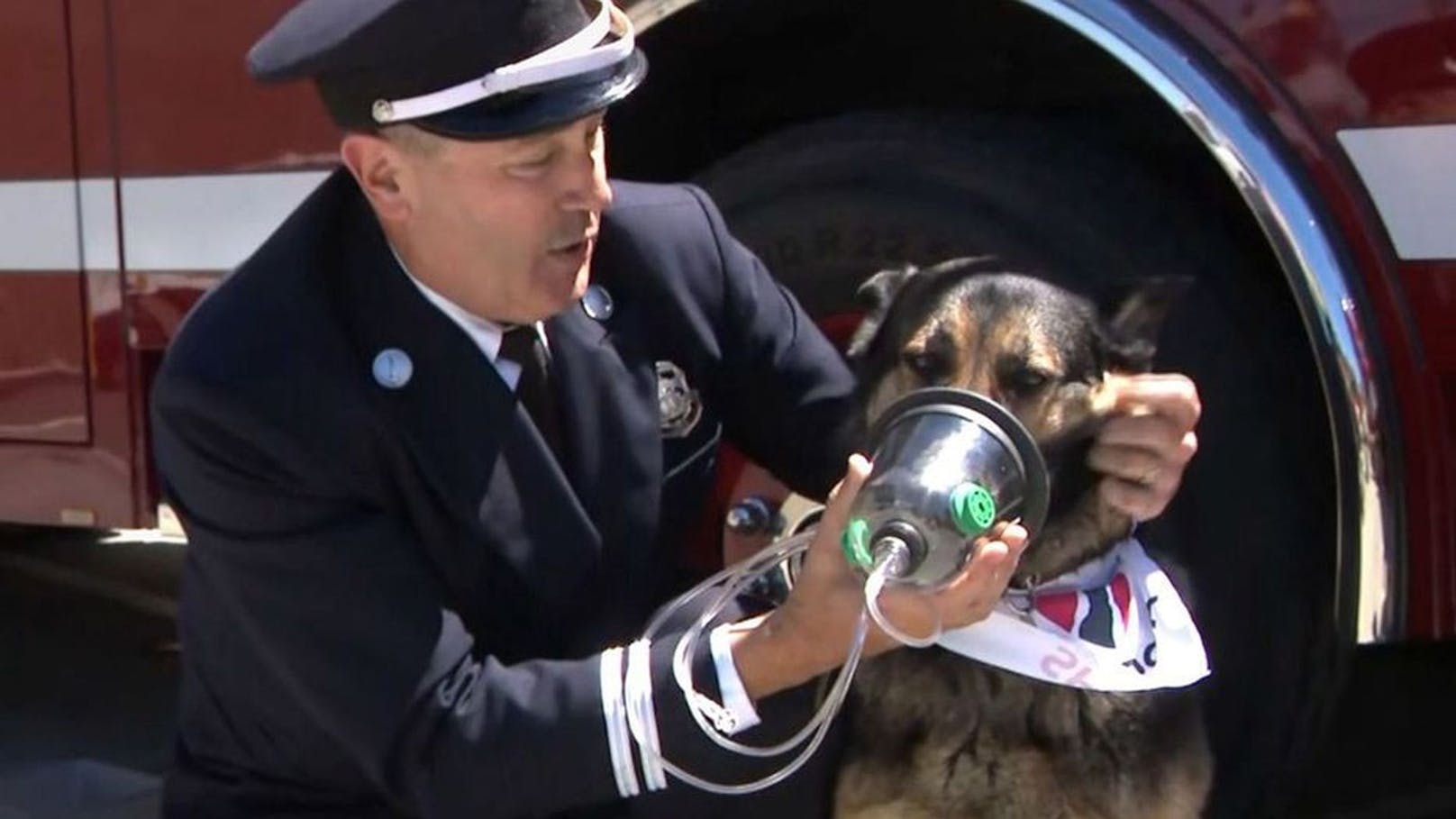 Hier gibt es Sauerstoffmasken für Hund, Katze & Ferkel