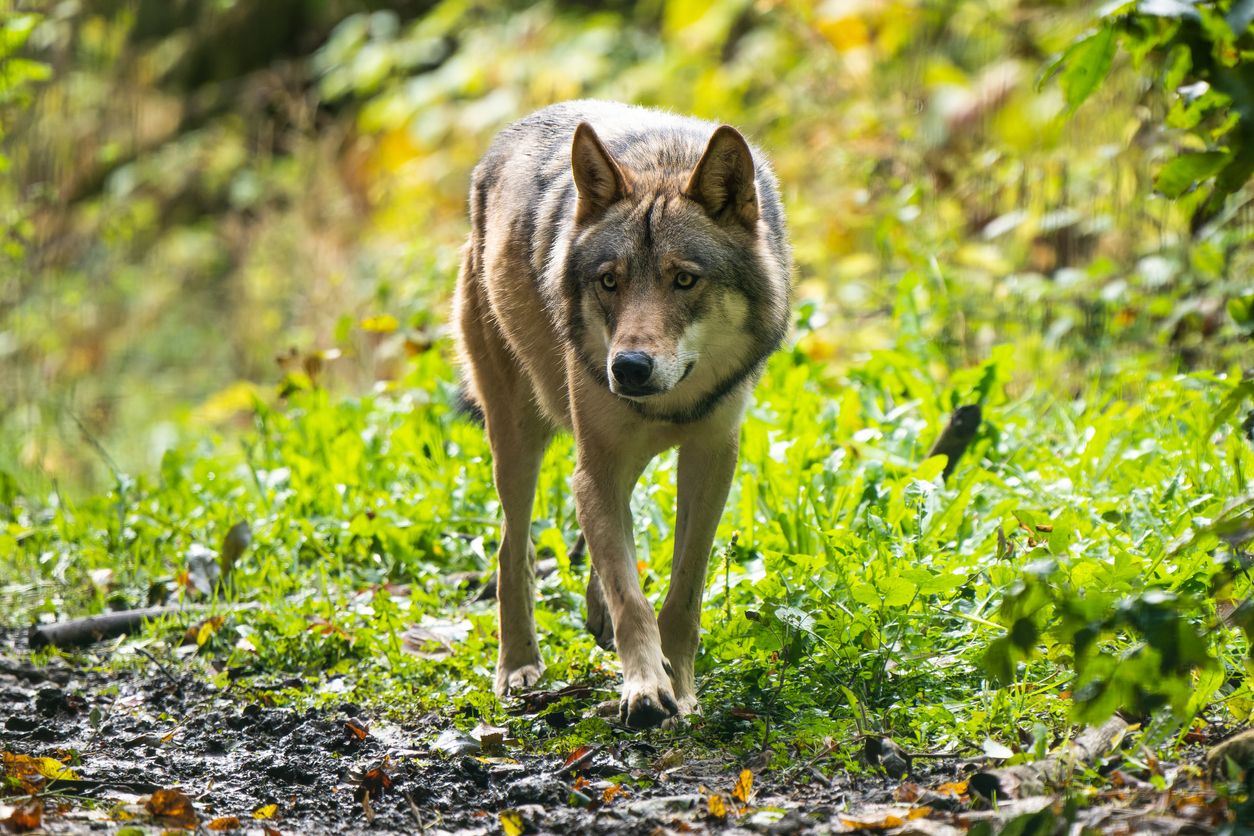 Wie viele Mischlinge zwischen Wolf und Hund gibt es wirklich in Europa und wie gefährlich sind sie?