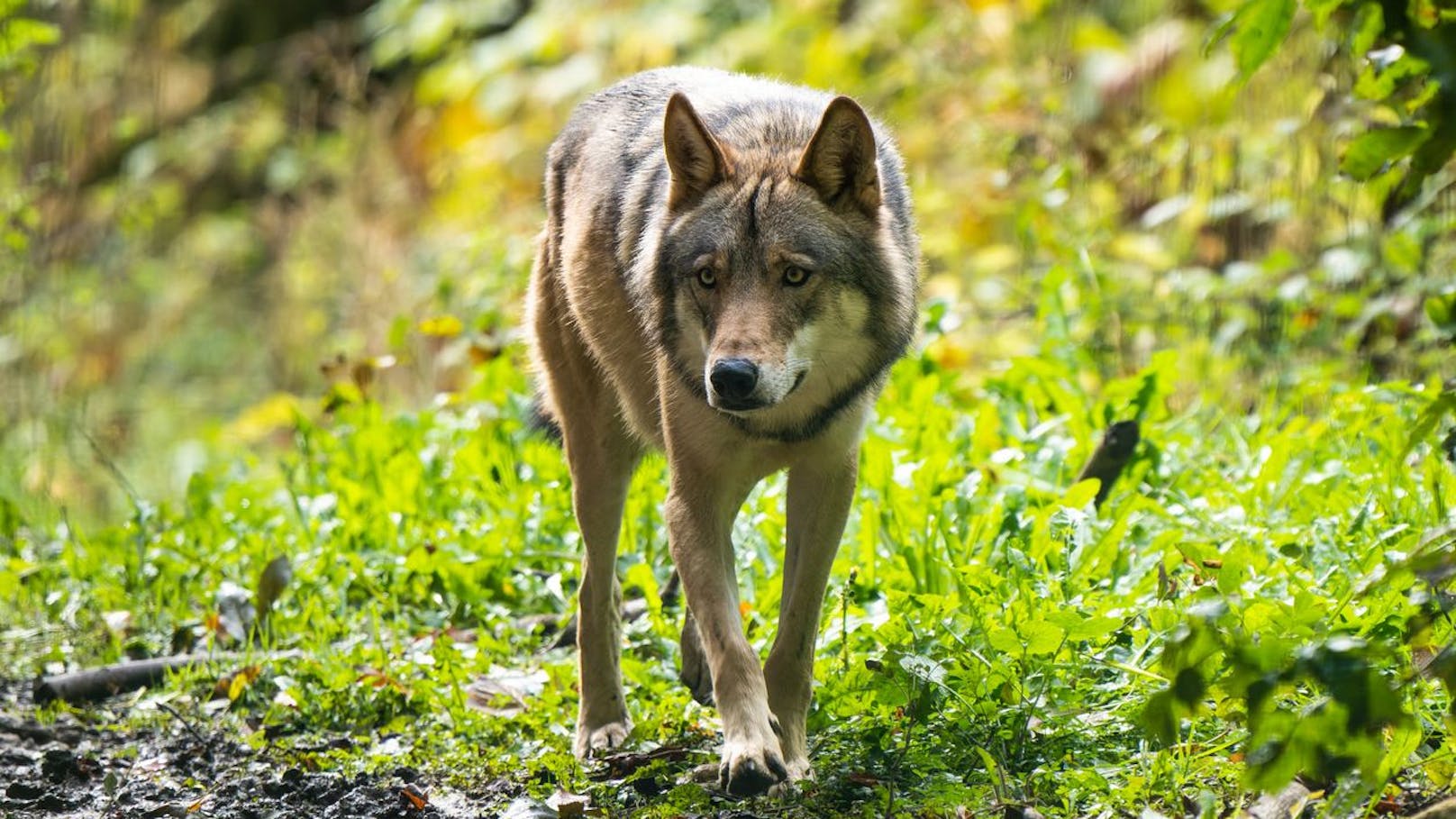 Wie gefährlich sind Wolfshybriden wirklich?