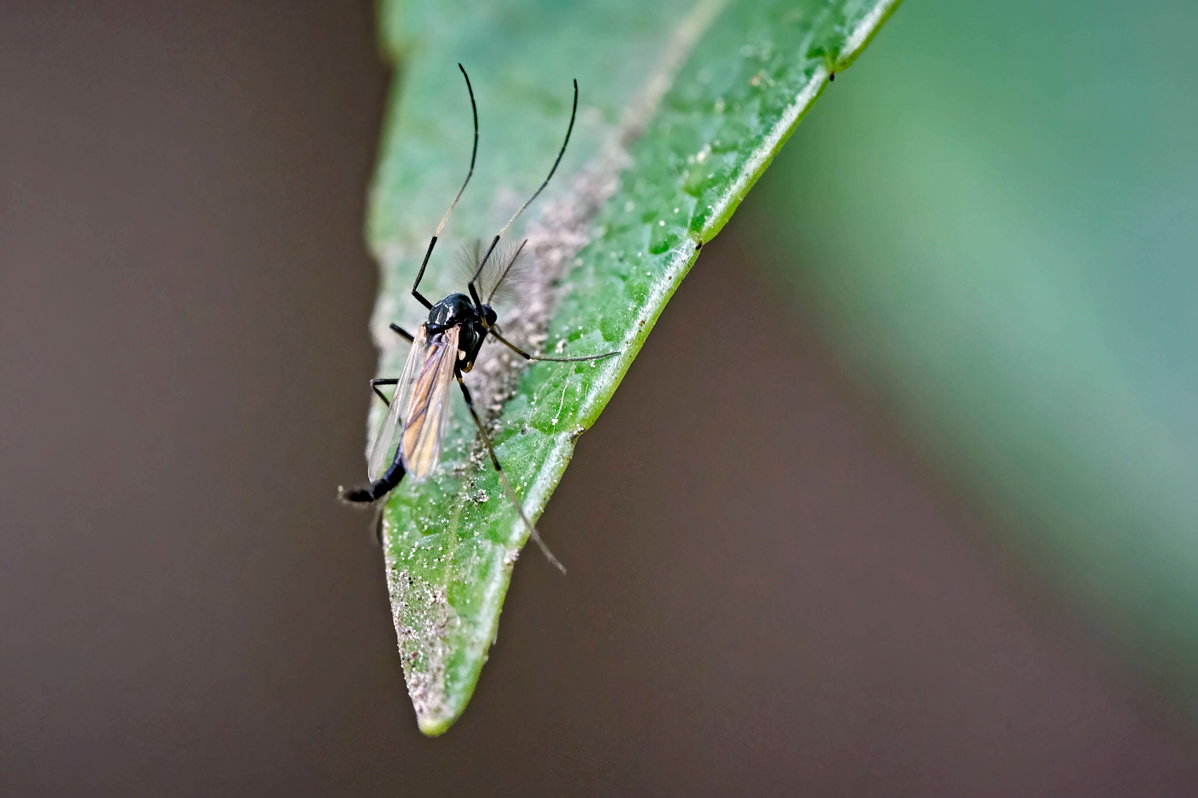 In Europa wurden die ersten Fälle der Tropenkrankheit Oropouche-Fieber gemeldet. Übertragen wird es durch Bart- (Bild) und Stechmücken.