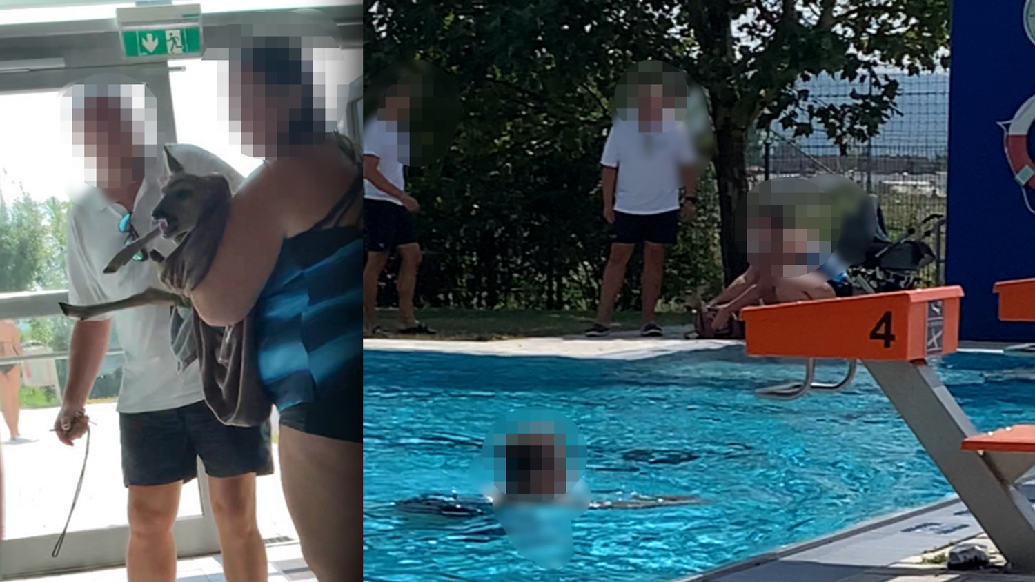 Am Samstagnachmittag kam es zu einem kuriosen Vorfall in einem Schwimmbad in Wiener Neustadt. Ein Rehkitz verletzte sich beim Sprung ins Becken.