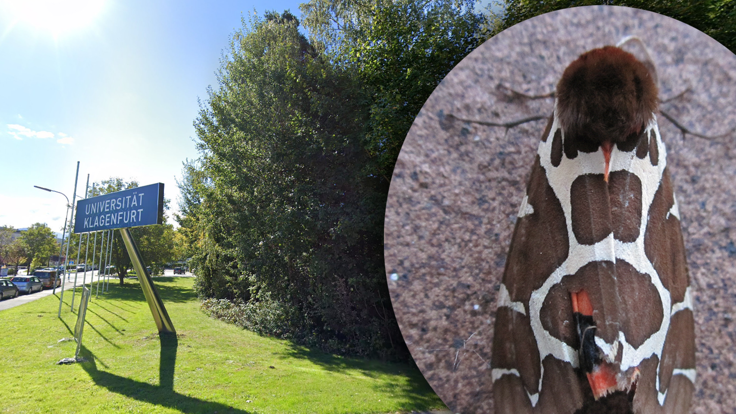 Eine Kärntnerin traute vor kurzem ihren Augen nicht. Sie begegnete einem ungewöhnlichen Falter.