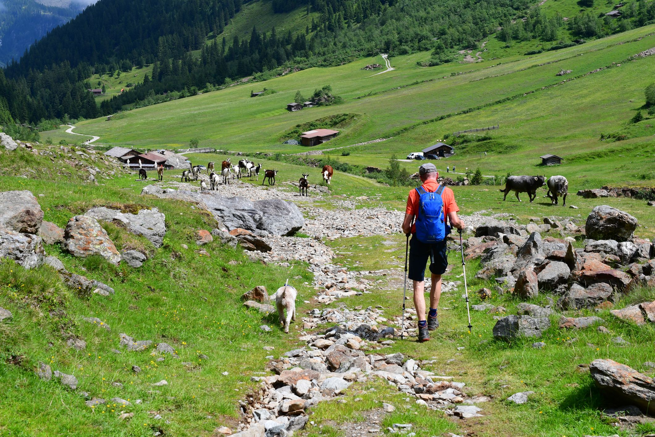 In Tiroler wurde ein Hundebesitzer von einer Kuhherde attackiert. (Symbolbild)