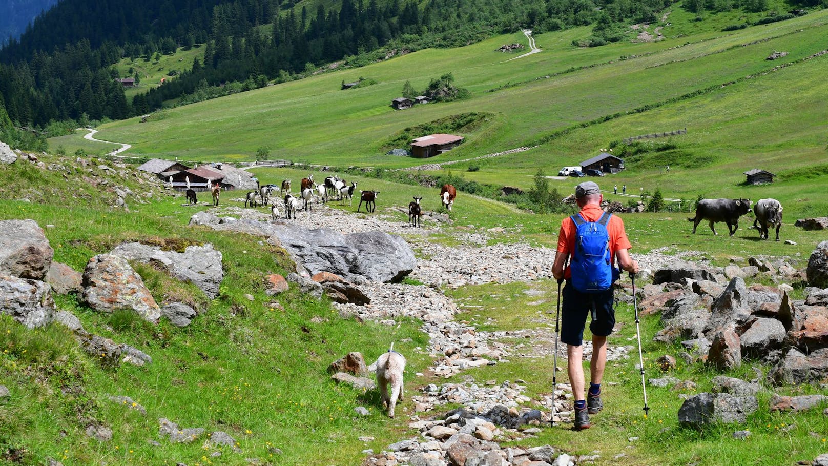 Österreicher beim Wandern von Kuhherde attackiert