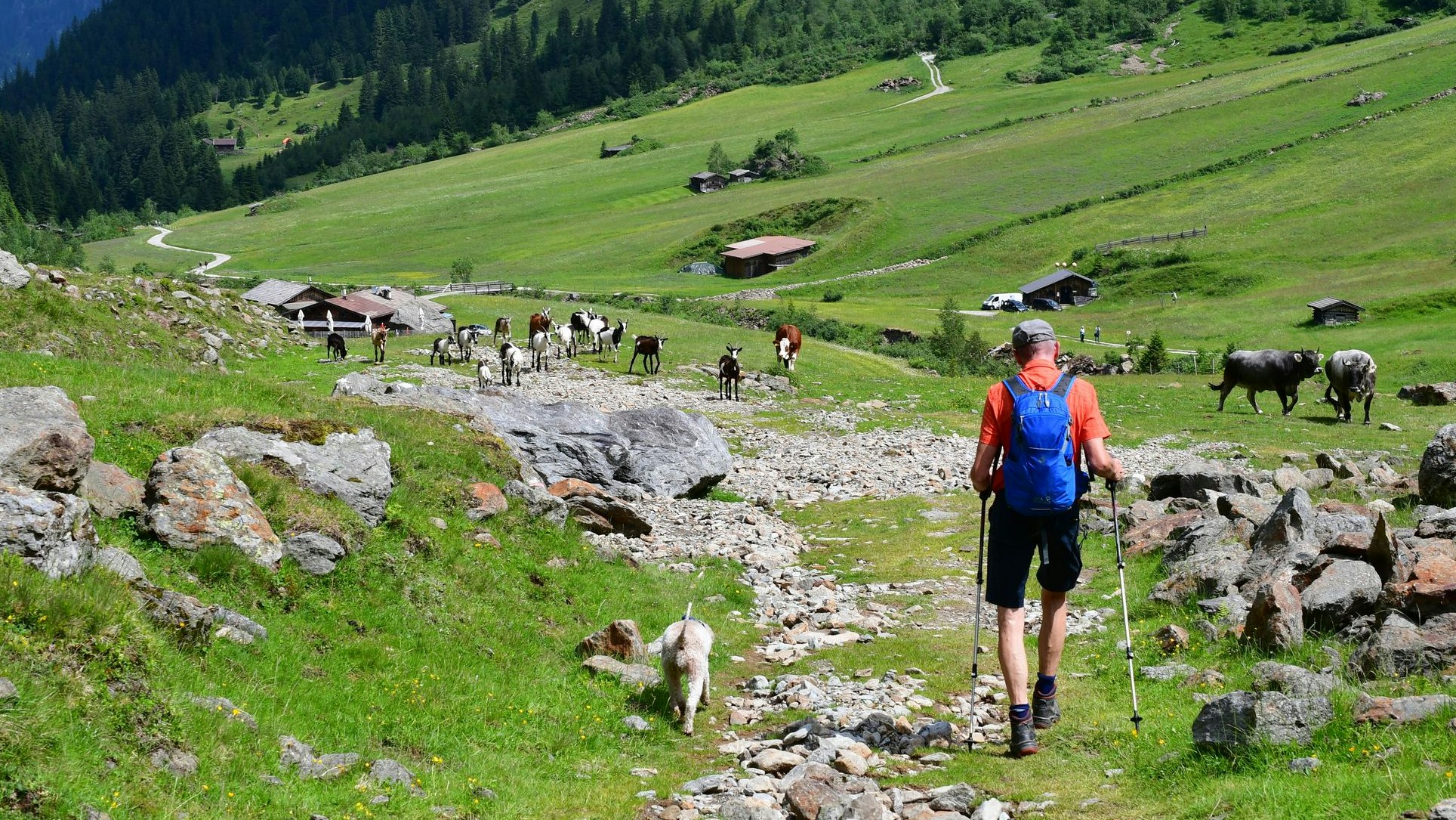 Heute.at - Österreicher beim Wandern von Kuhherde attackiert