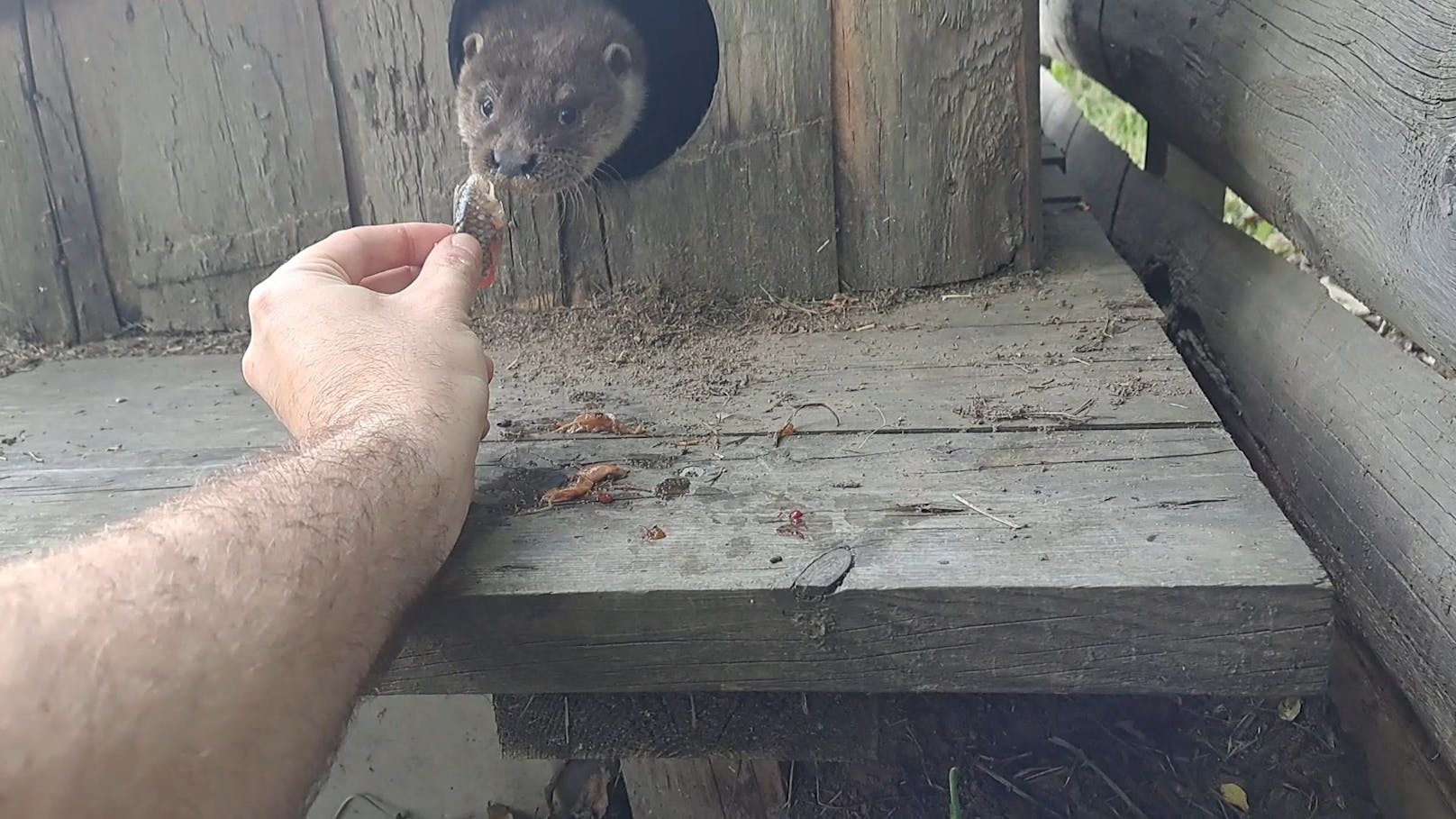 Für einen leckeren Snack kommt Lotti gerne aus ihrer Höhle.