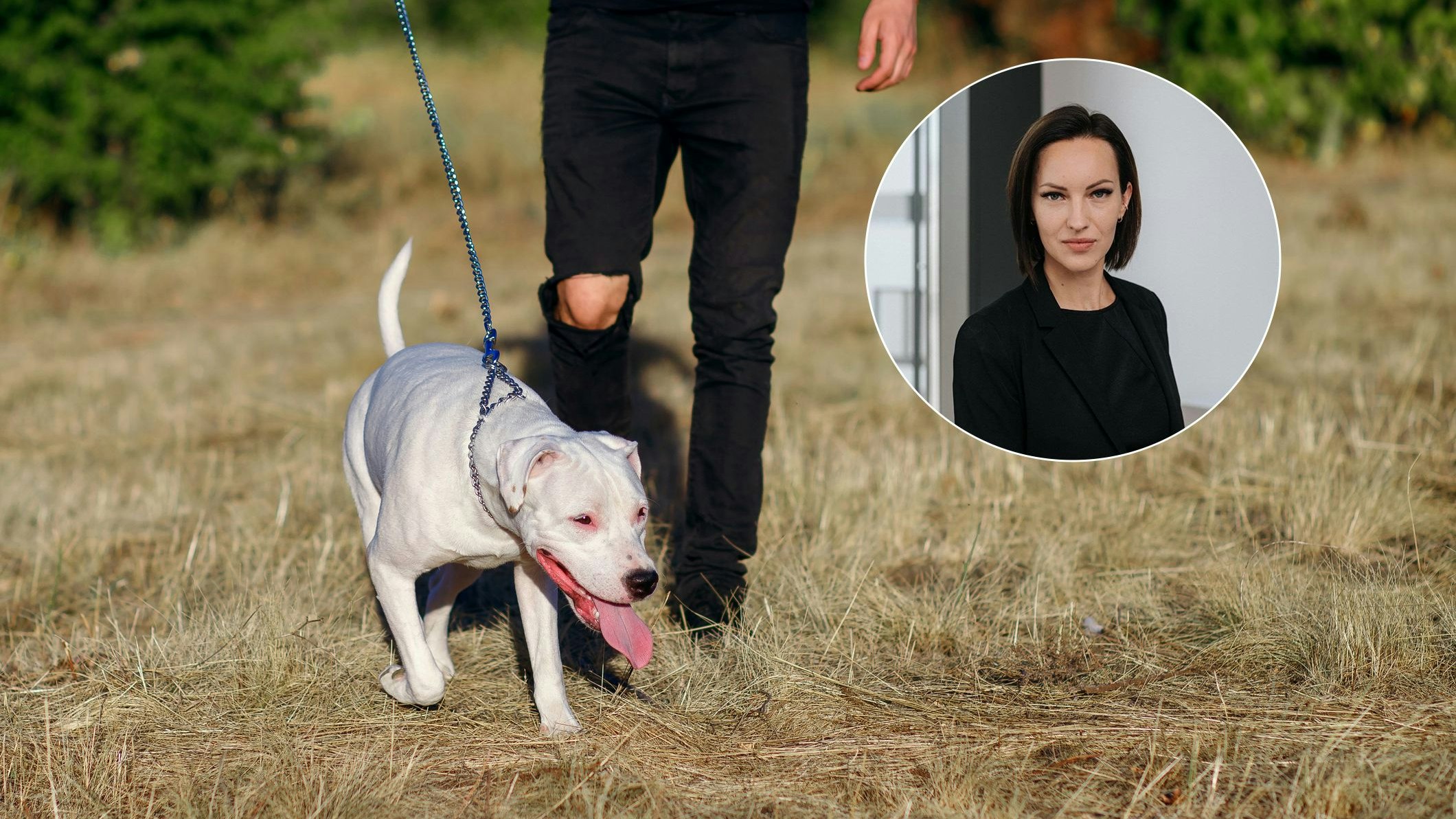 Young white staff terrier for a walk with its owner. The dog runs on the grass on a leash, sticking out its tongue. The beloved pet and his owner spend time together raising a dog