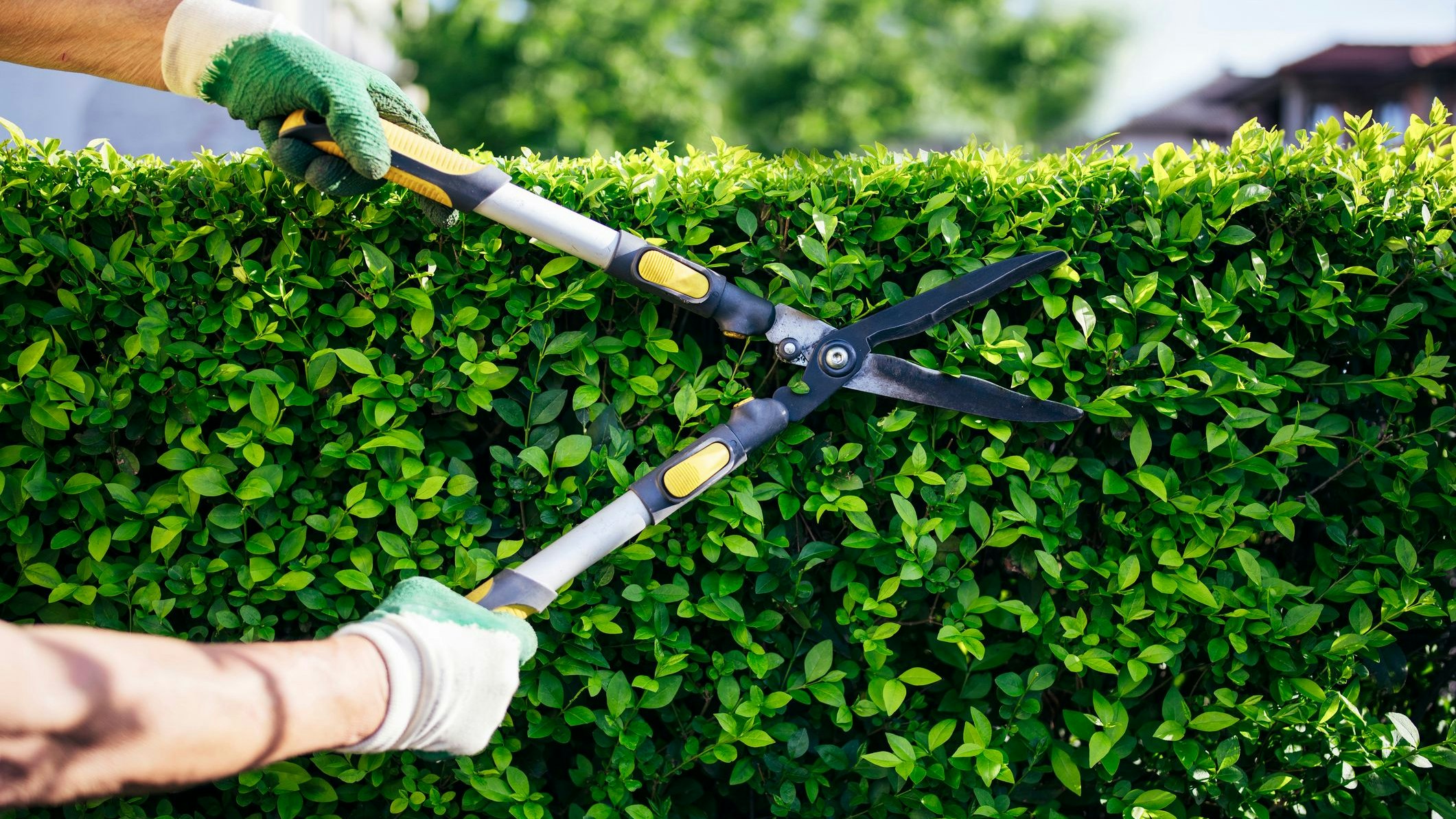 Skurriler Prozess: Sex fürs Heckenschneiden gefordert