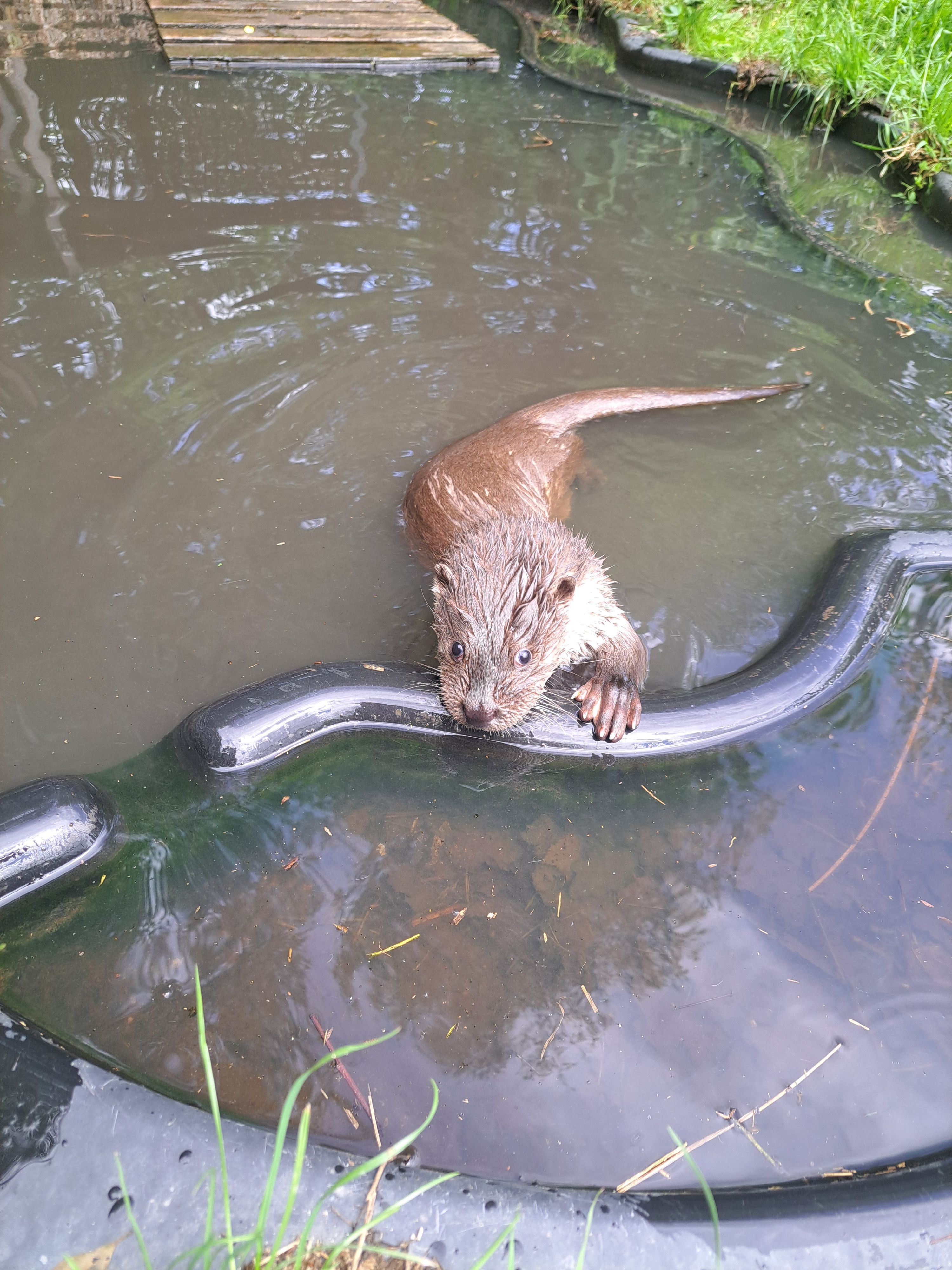 Lotti wurde verwaist in Linz gefunden. Jetzt lebt sie in Schrems
