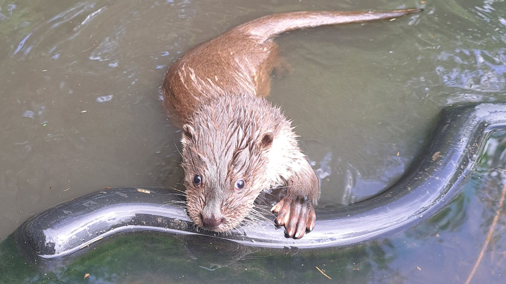 Video! Otterdame Lotti fand in Schrems neues Zuhause