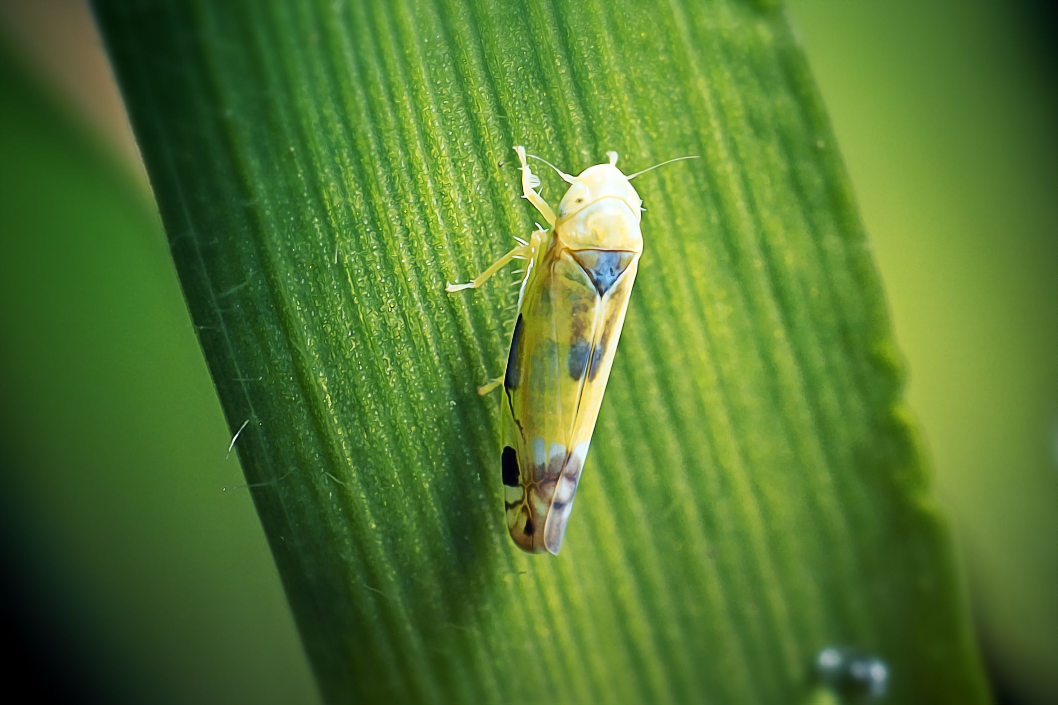 Millionen von Zwergzikaden bedrohen die Maisernte in Argentinien (Symbolbild).