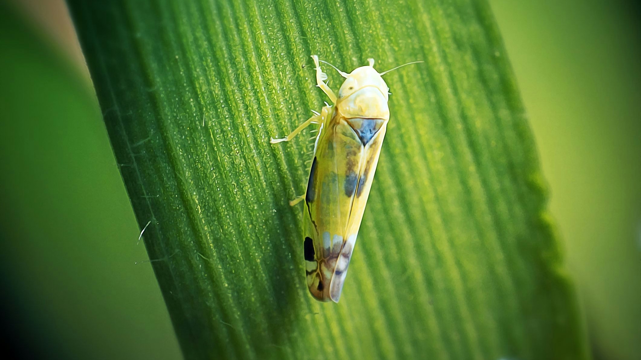 Eupteryx Cicadellidae Leafhopper Insect. Digitally Enhanced Photograph.