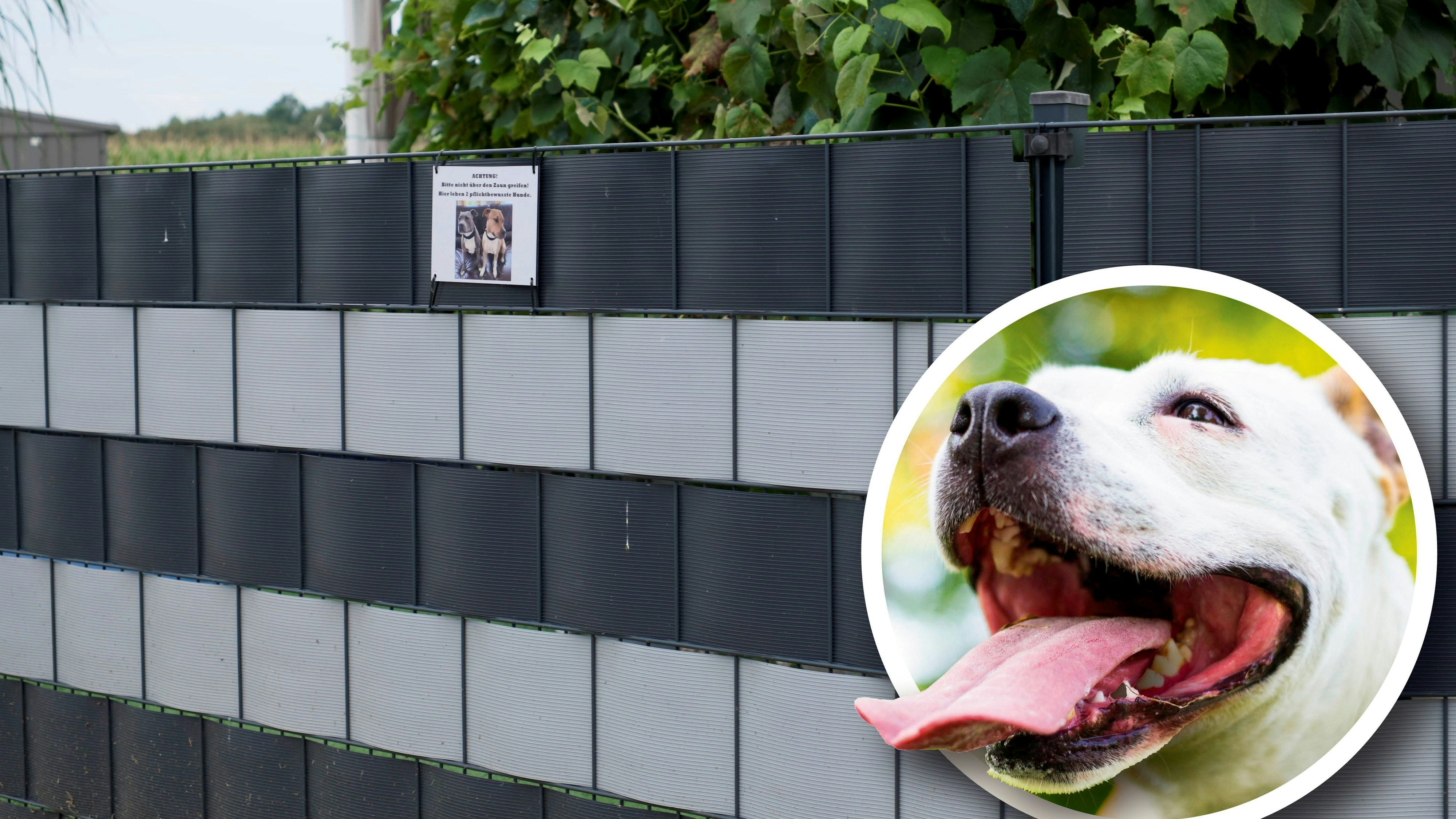 Heute.at - Kampfhund beißt Daumen ab: Opfer kennt die Besitzer