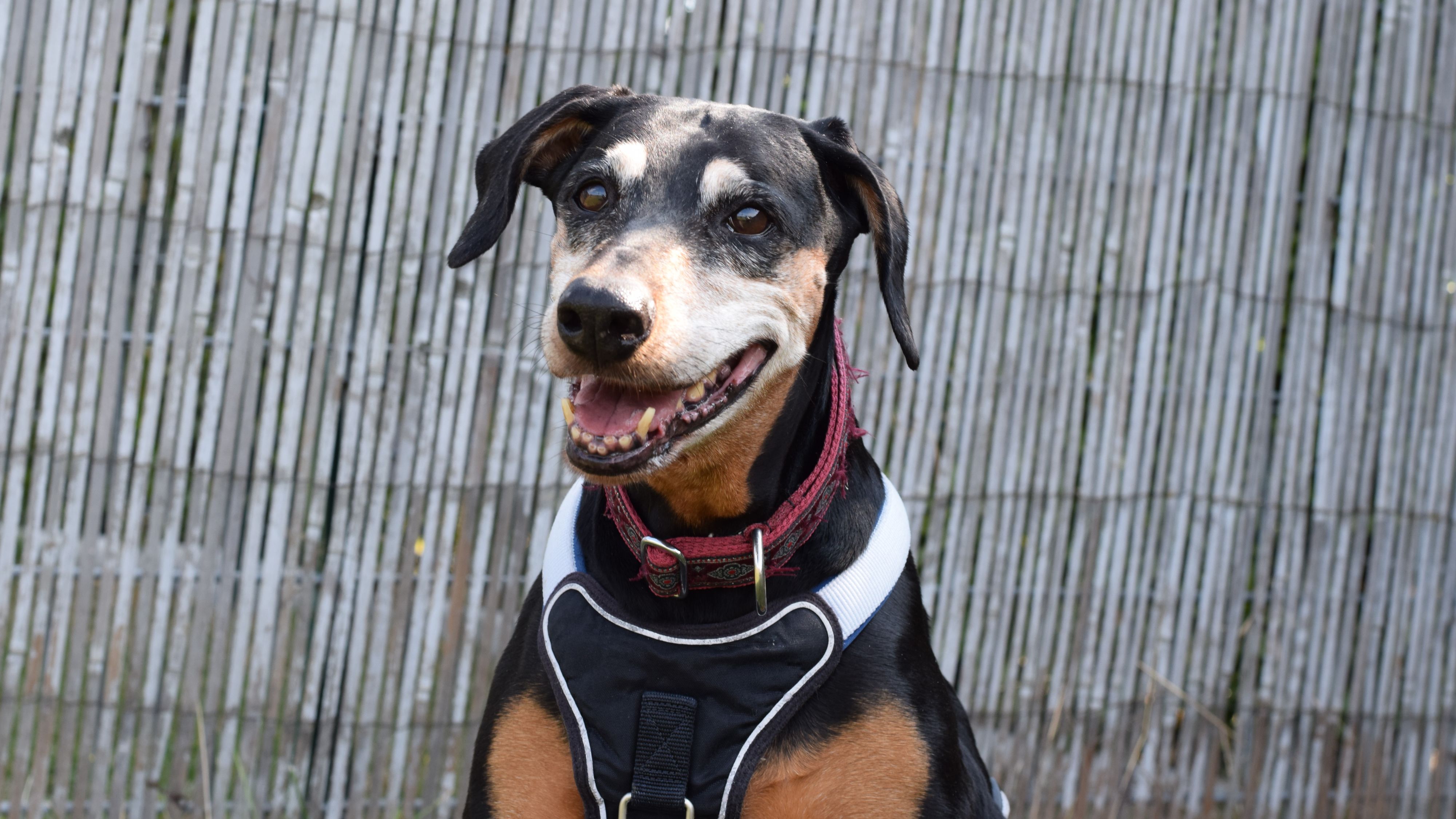 Morena bindet sich stark an 