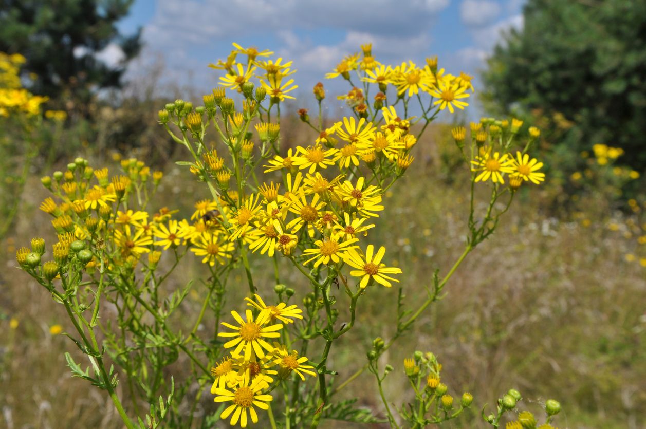 Vor allem in Oberösterreich ist diese Pflanze auf dem Vormarsch.