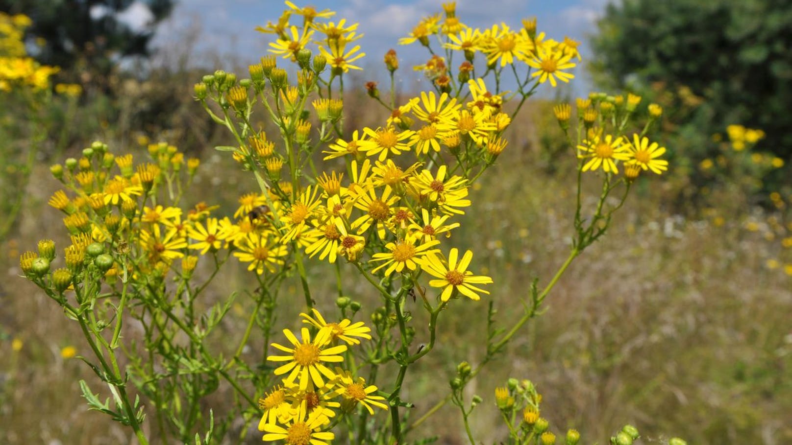 Diese hübsche Blume ist lebensgefährlich