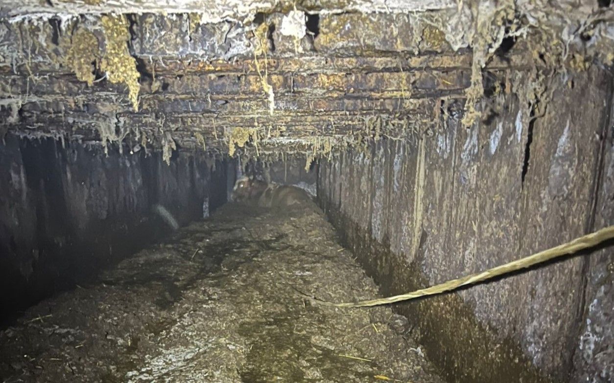 Aus diesem Schacht gelang es der Feuerwehr, drei richtig schwere Stiere zu retten.