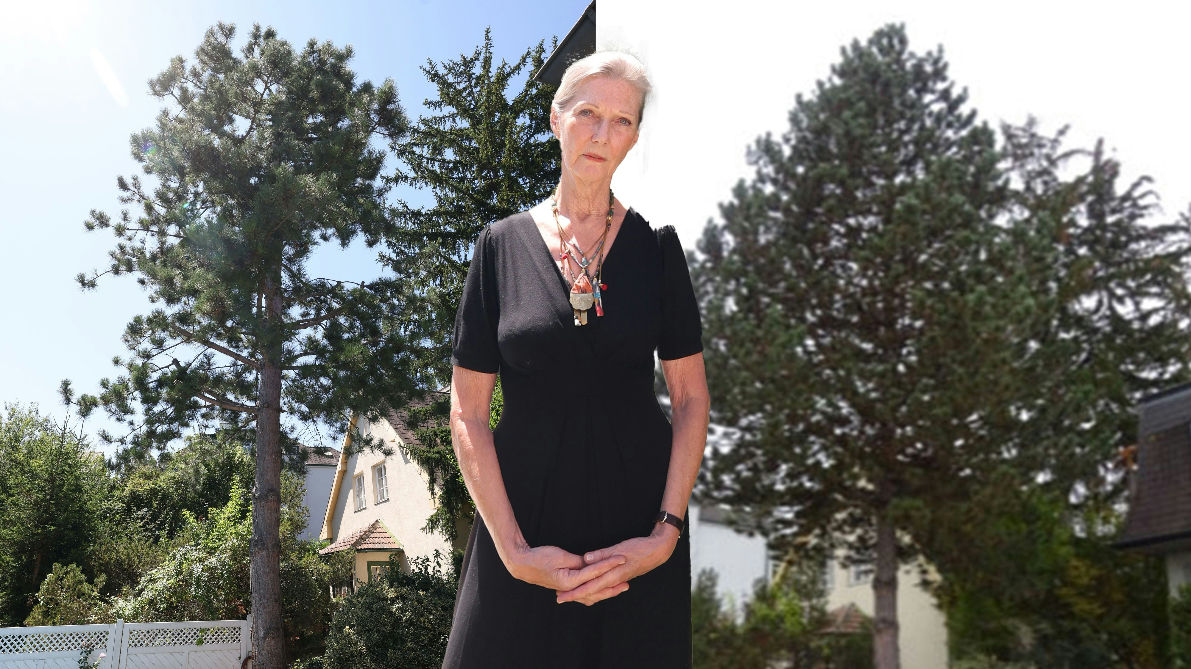 Wienerin ließ Baum zurückschneiden – 40.000 Euro Strafe!