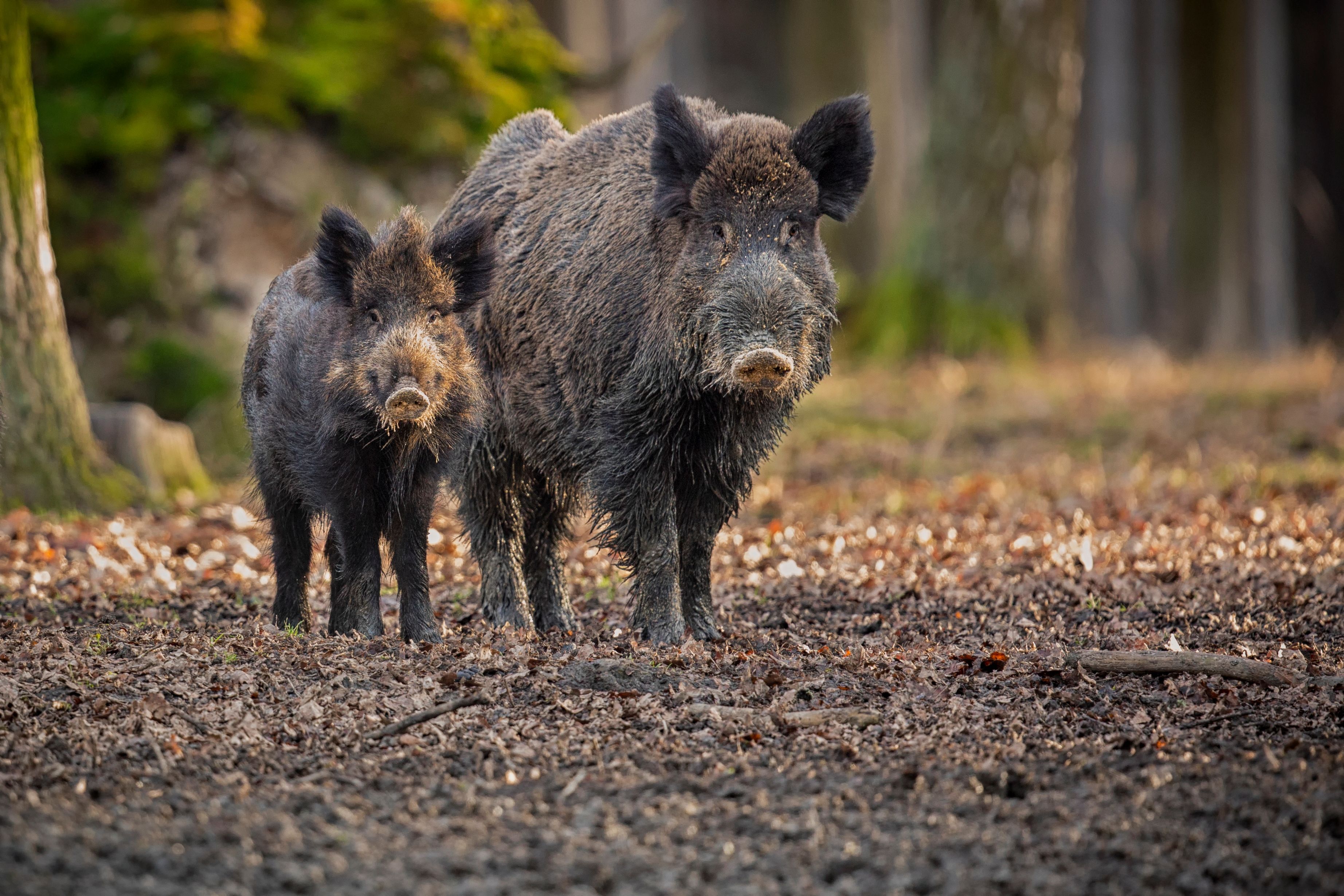 Wer hätte das gedacht: Auch Wildschweine gehören (vorläufig) zu den 