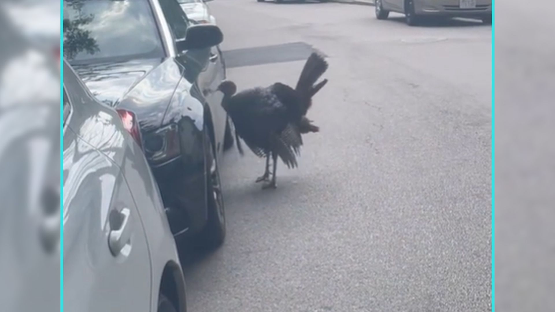 Im US-amerikanischen Boston attackierte ein frei laufender Truthahn einen geparkten Audi.