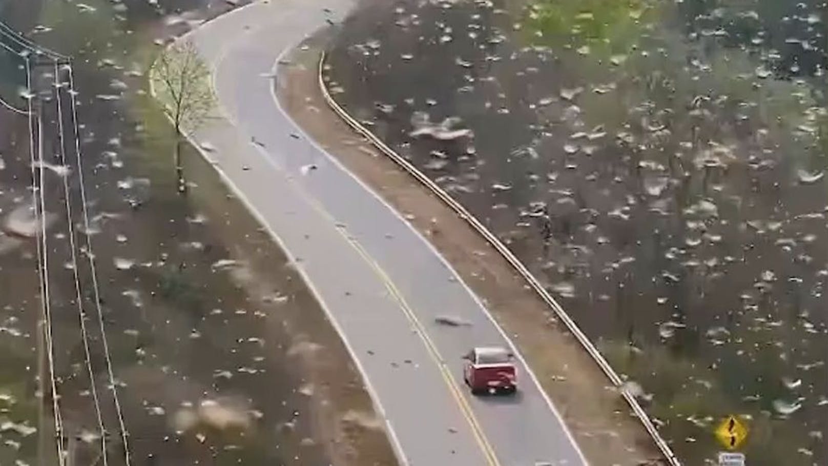 Video zeigt enorme Heuschrecken-Invasion in Argentinien