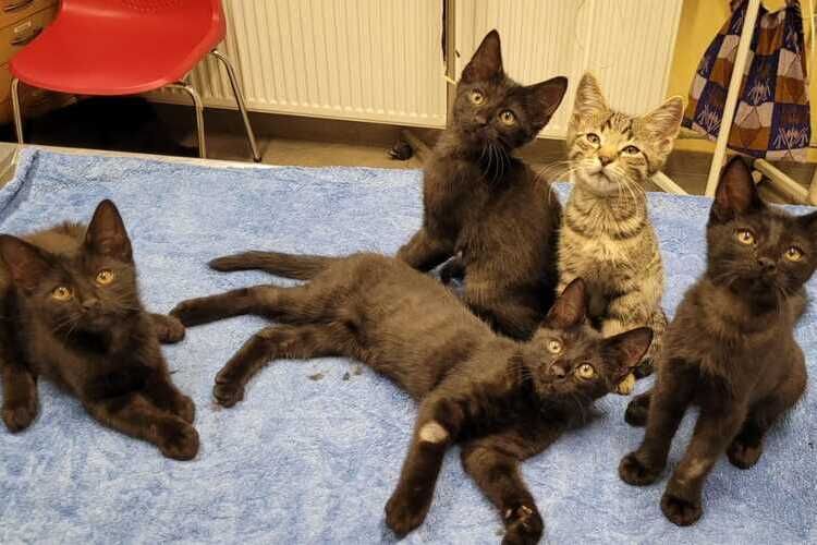 So viele Katzen wie noch nie sind derzeit im Mistelbacher Tierheim Dechanthof untergebracht.