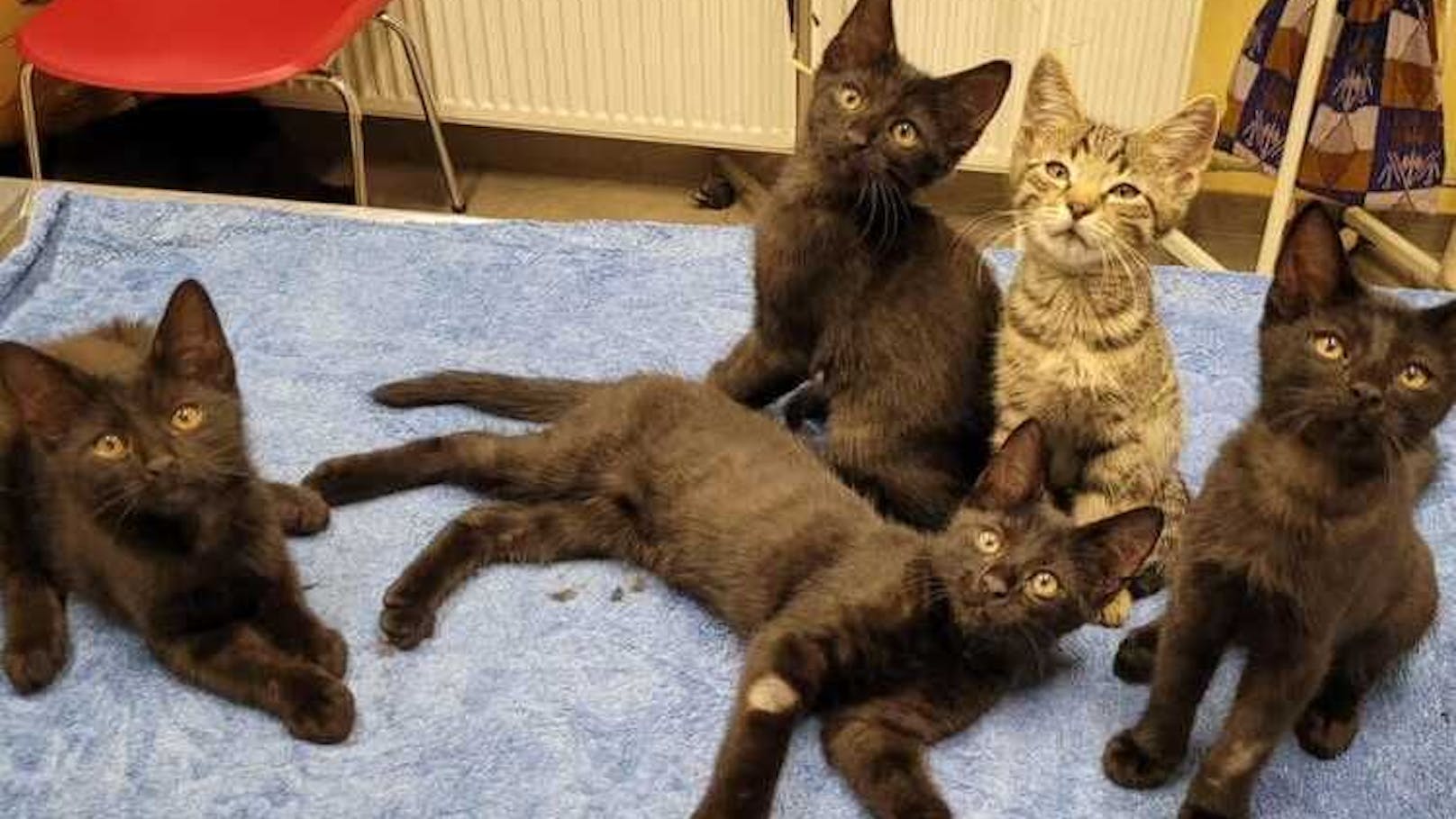 Tierheim schlägt Alarm: "So viele Katzen wie noch nie"