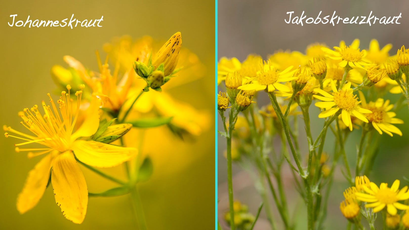 Leider wird das hochgiftige Jakobskreuzkraut oft mit dem heilenden Johanneskraut verwechselt. 