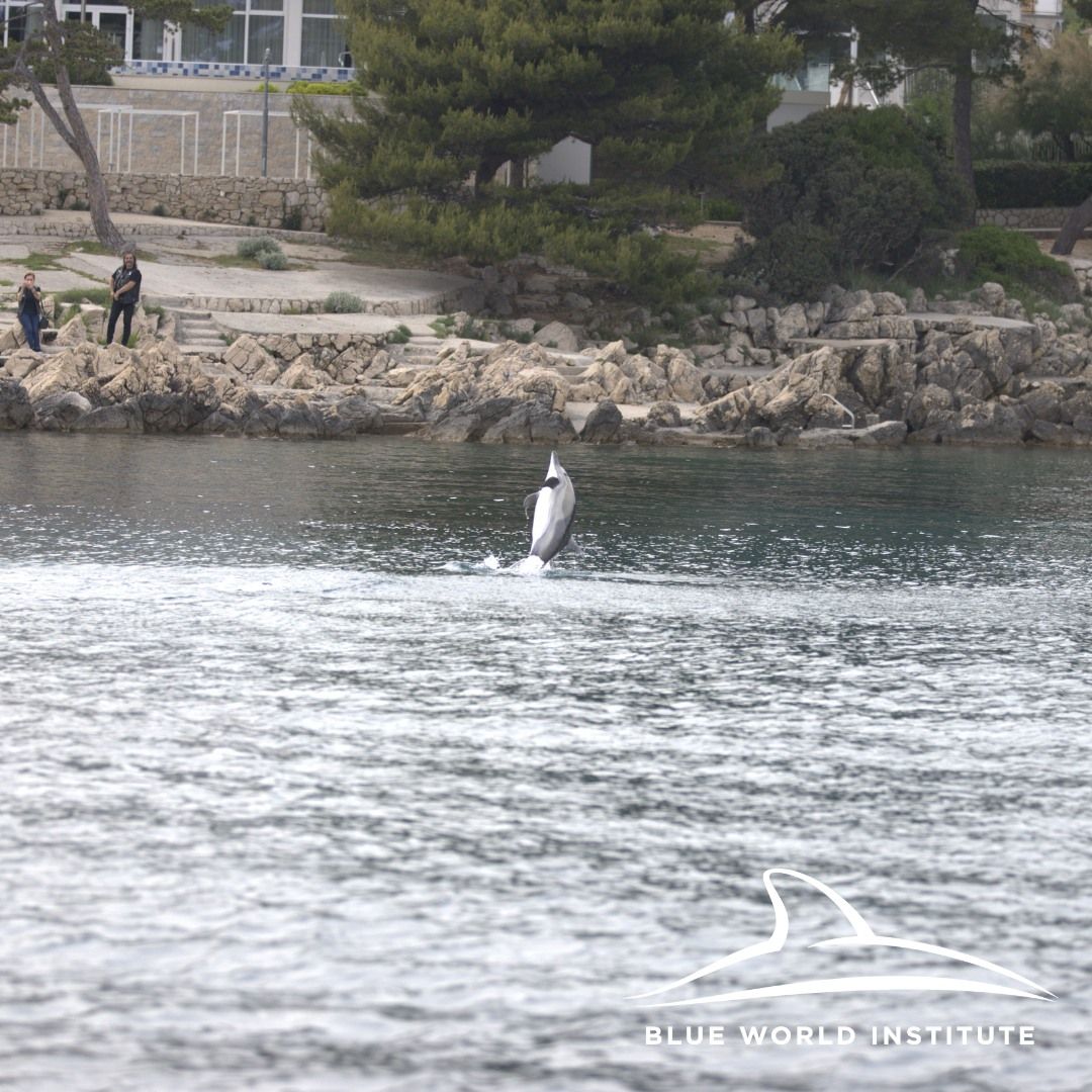 Der Delfin hält sich in Häfen auf und sucht die Nähe zu Menschen.