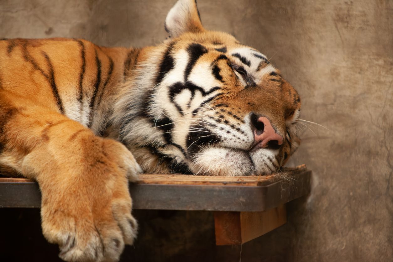 Traurig! In einem Zoo ertrank ein Tiger vor den Augen der Besucher. 