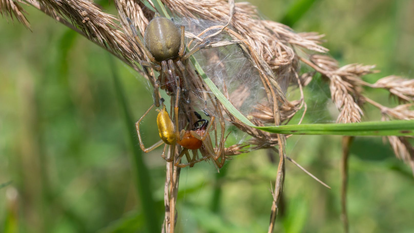 Der Dornfinger baut sein Wohngespinst im hohen Gras. Dieses kann etwa so groß wie ein Hühnerei werden. Das Männchen (gelbe Spinne im Bild) sucht das Gespinst des Weibchens auf um sich dort zu paaren. (Symbolbild)