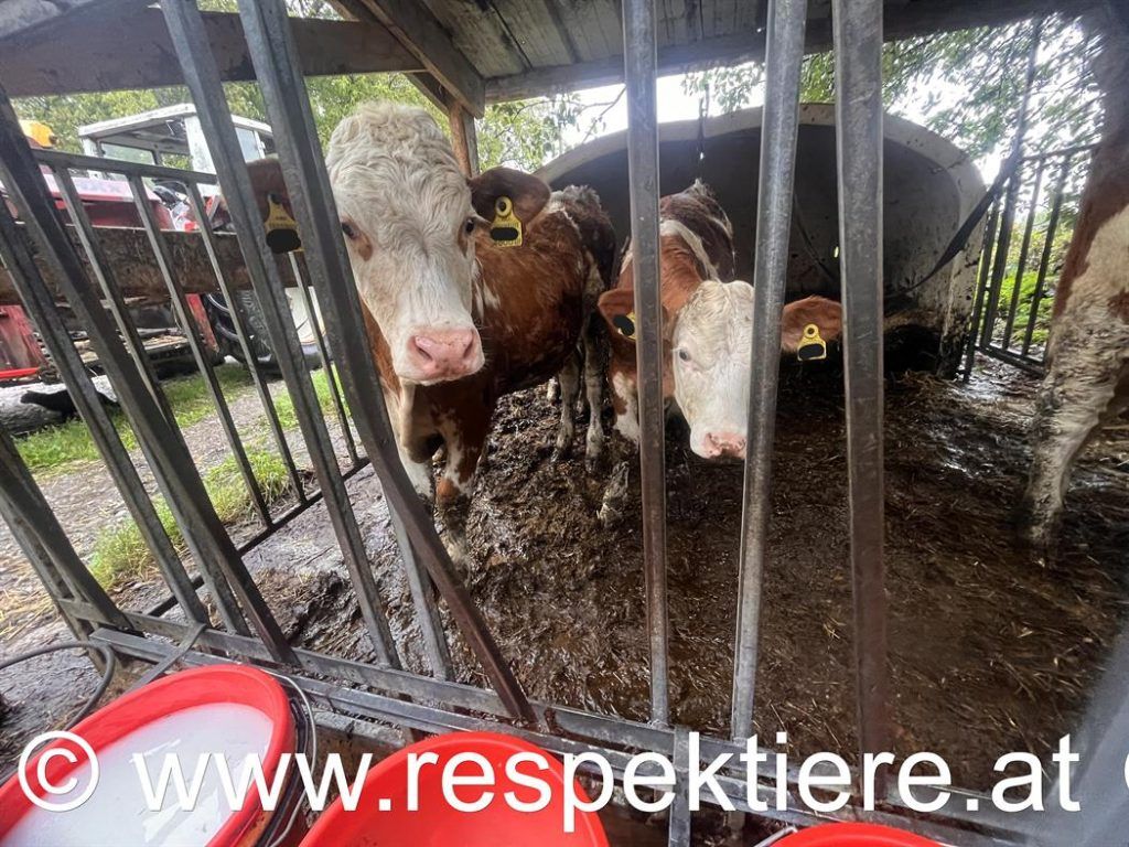 In einem Stall im Bezirk Braunau herrschten katastrophale Zustände.