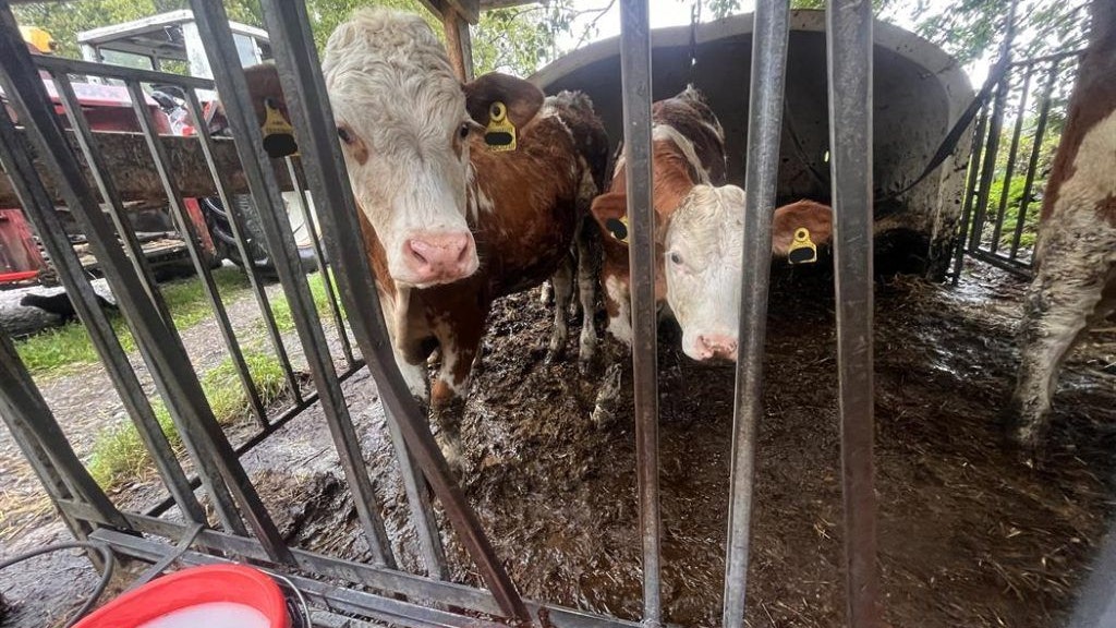 In einem Stall im Bezirk Braunau herrschten katastrophale Zustände.
