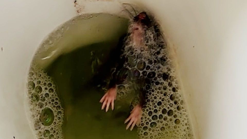 Ein besonders dickes Exemplar nahm offenbar ein Bad in der Toilette.