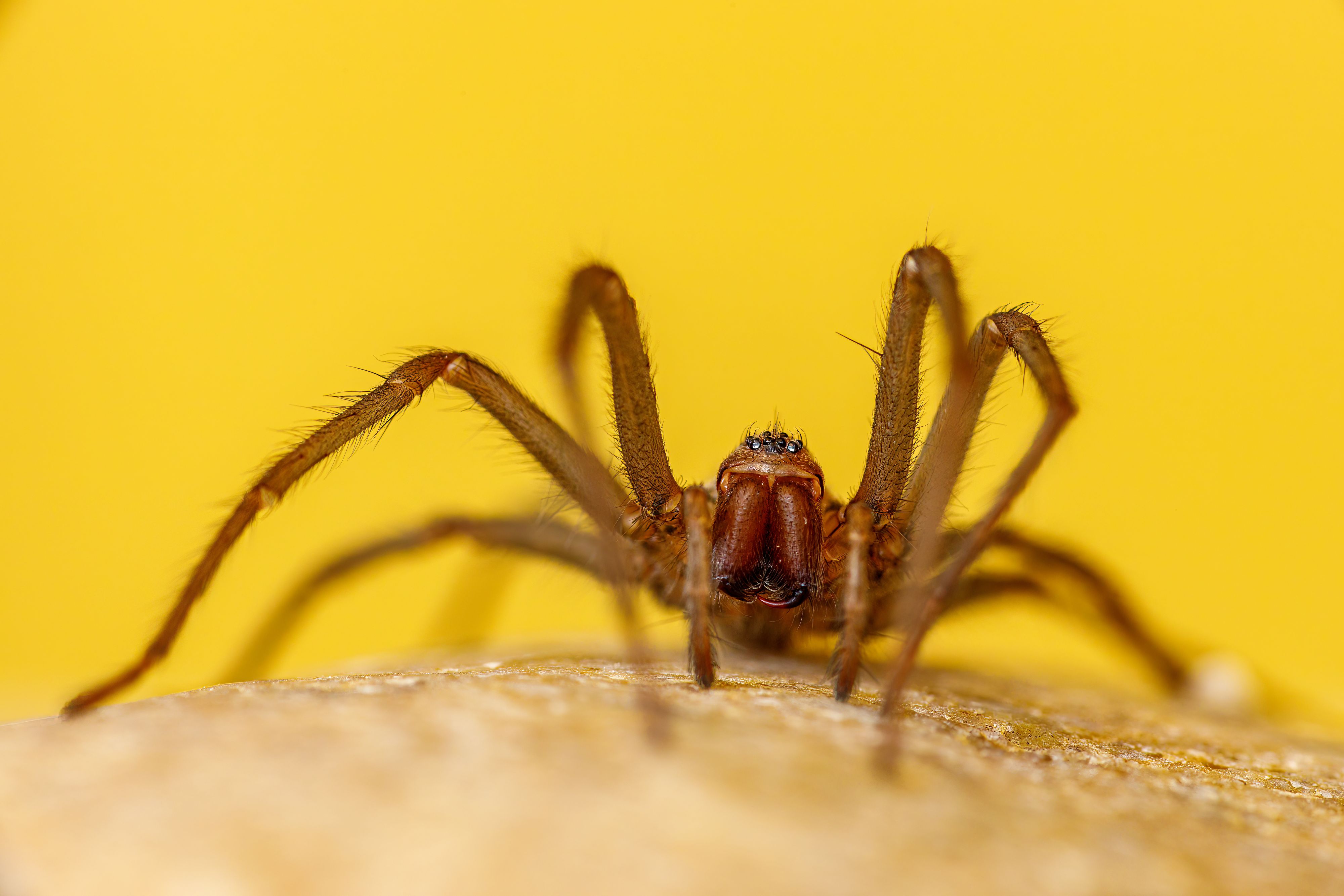 Eine große Spinne saß plötzlich im Haus des Weinviertlers (Symbolbild)