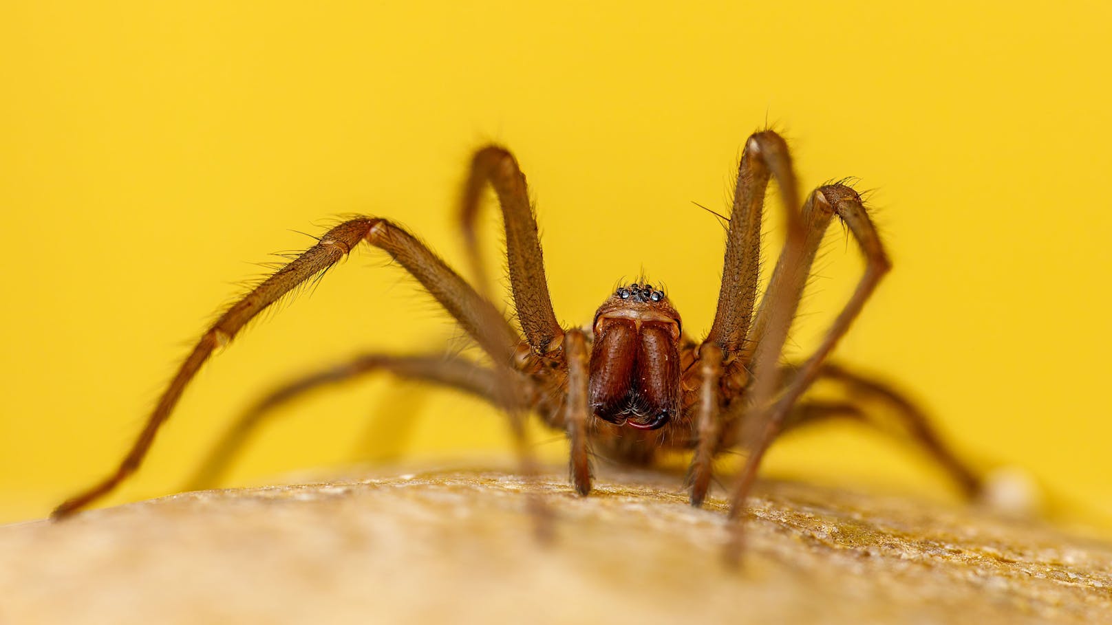 "Monster-Spinne" versetzt Weinviertler in Schrecken