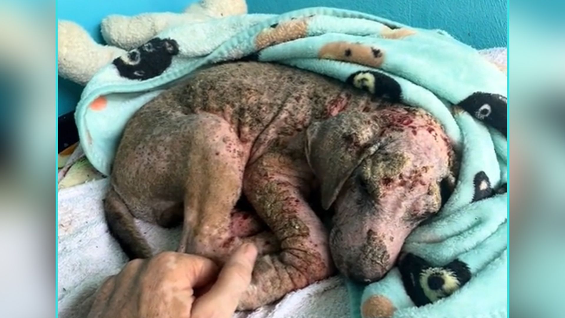 Buchstäblich Haut und Knochen! So wurde Welpe 