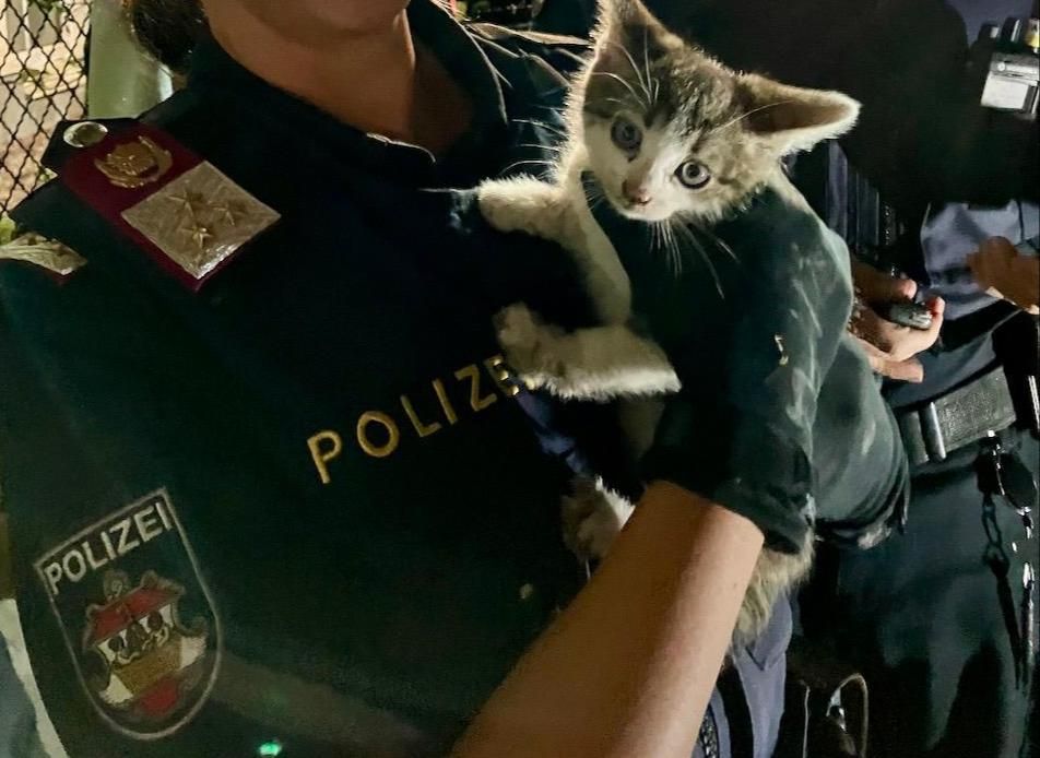 Das Kätzchen war im Motorraum eines abgestellten PKW gefangen