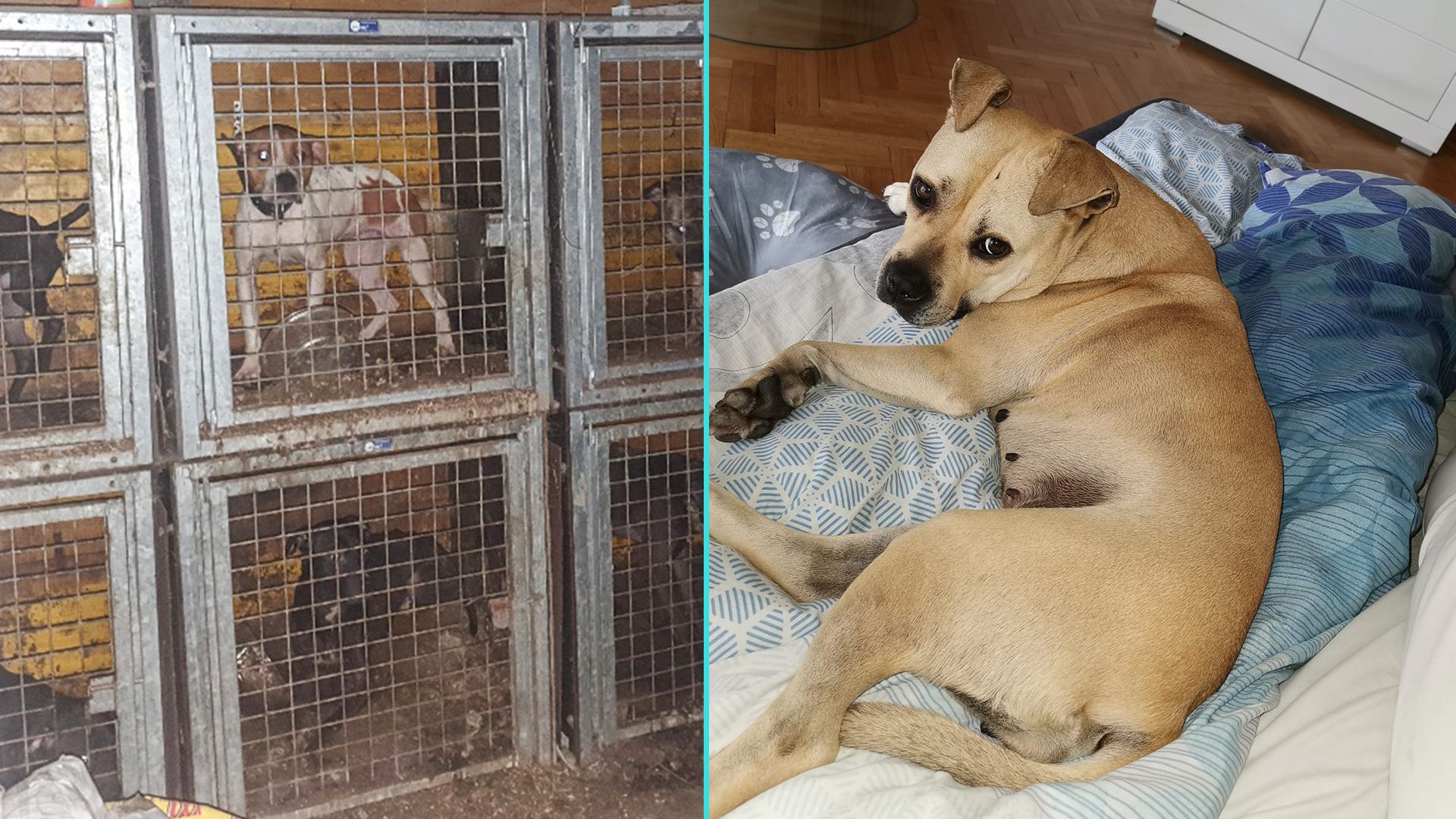 Insgesamt wurden 44 Hunde aus dem 